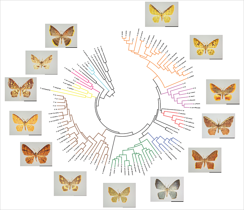 Stammbaum-Rekonstruktionen mittels DNA-Sequenzen (hier am Beispiel der tropischen Nachtfaltergattung Eois) sind ein unverzichtbares Werkzeug moderner Biodiversitätsforschung.