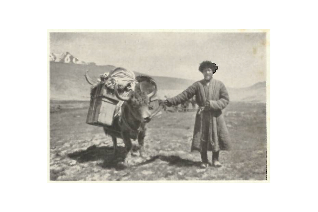 A Kyrgyz man with yak in the Kardschilga Valley