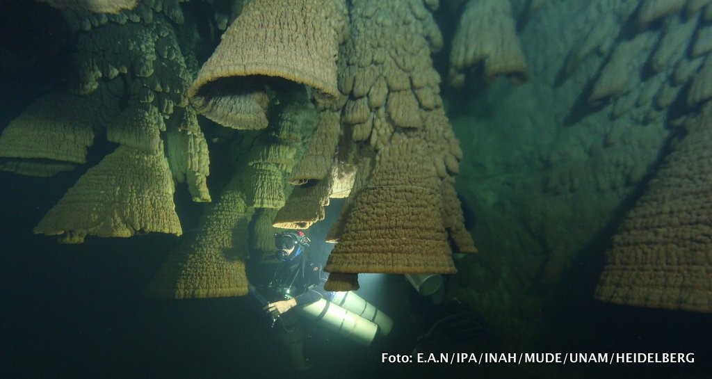 Die hängenden Strukturen wachsen in einer lichtlosen Umgebung in 36 Meter Tiefe