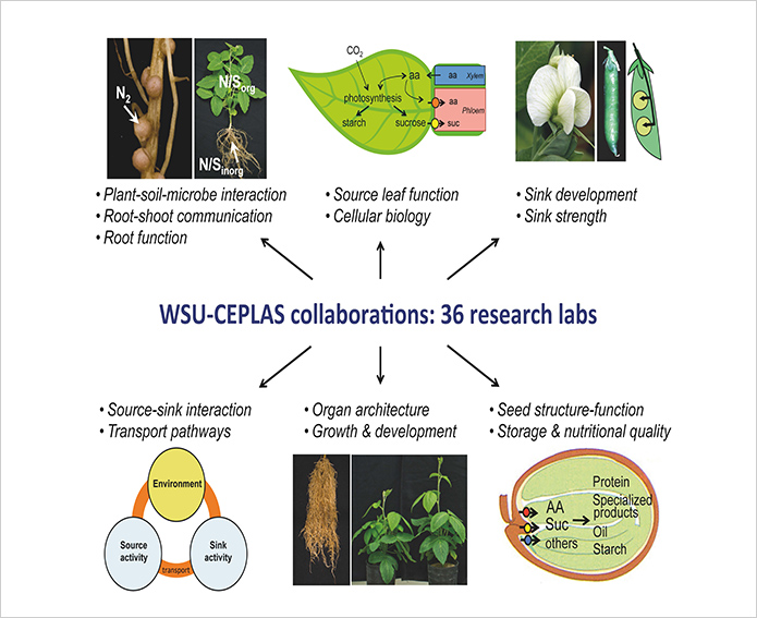 An example of how transatlantic research cooperation has strengthened through the Cluster of Excellence CEPLAS