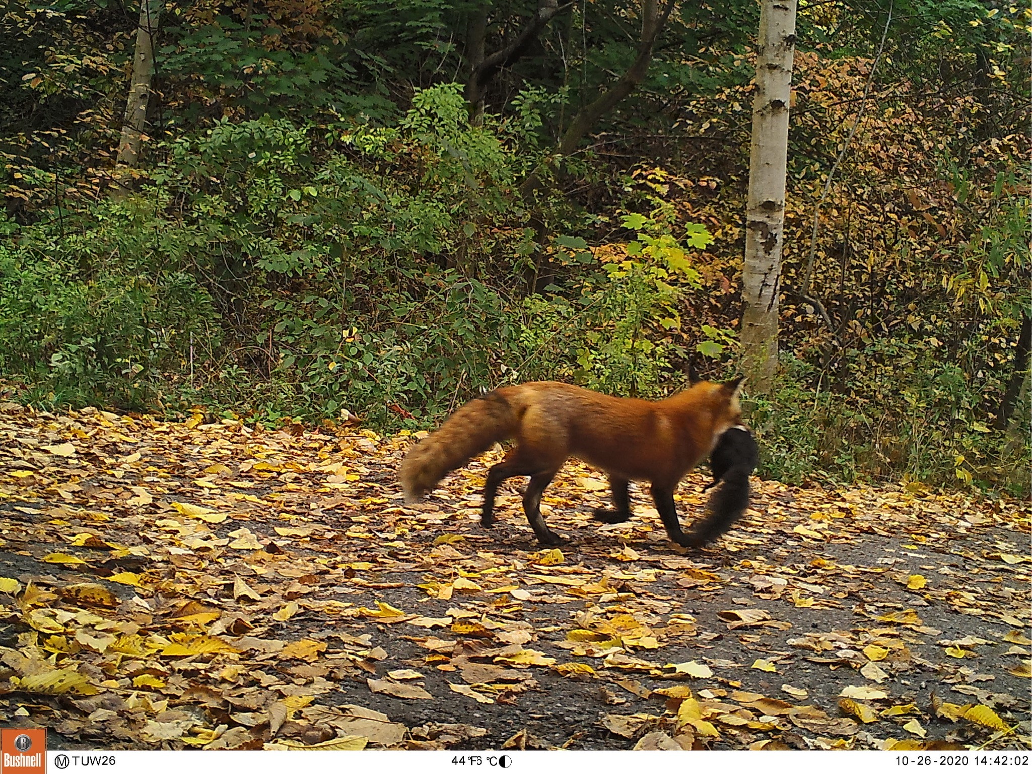 Red Fox with Prey