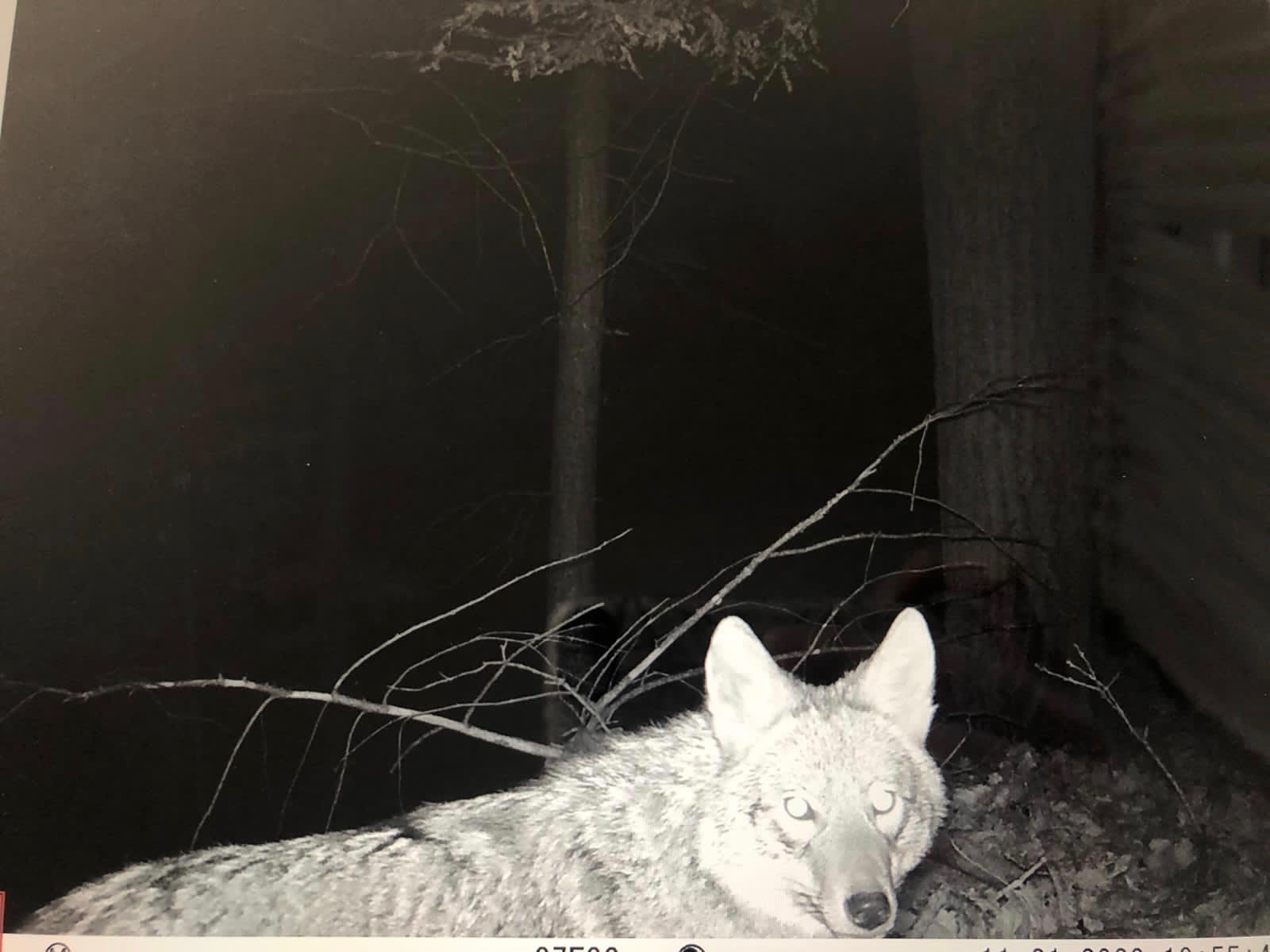 Coyote Caught in Photo Trap