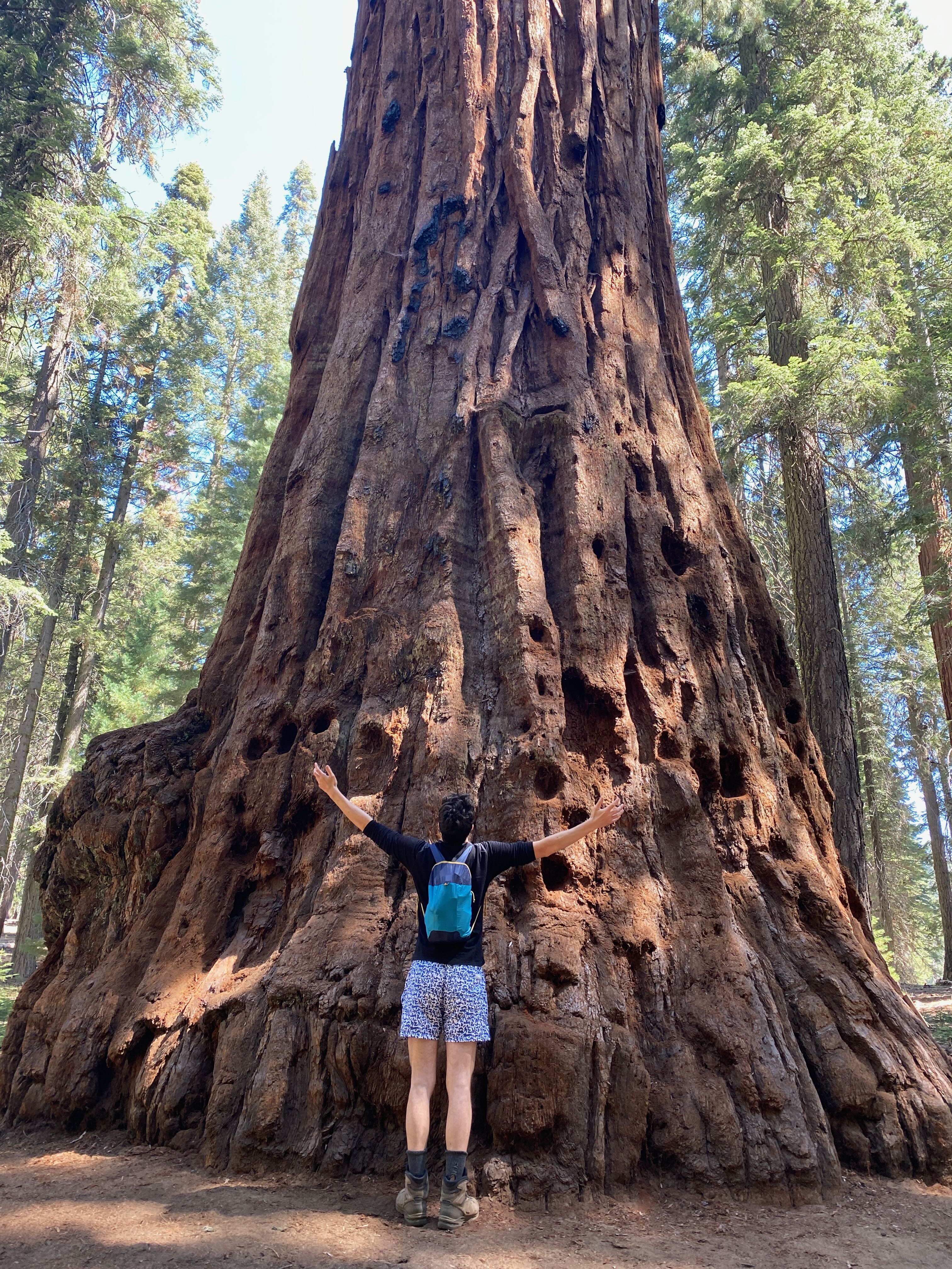 In front of a giant sequoia in the national park of the same name