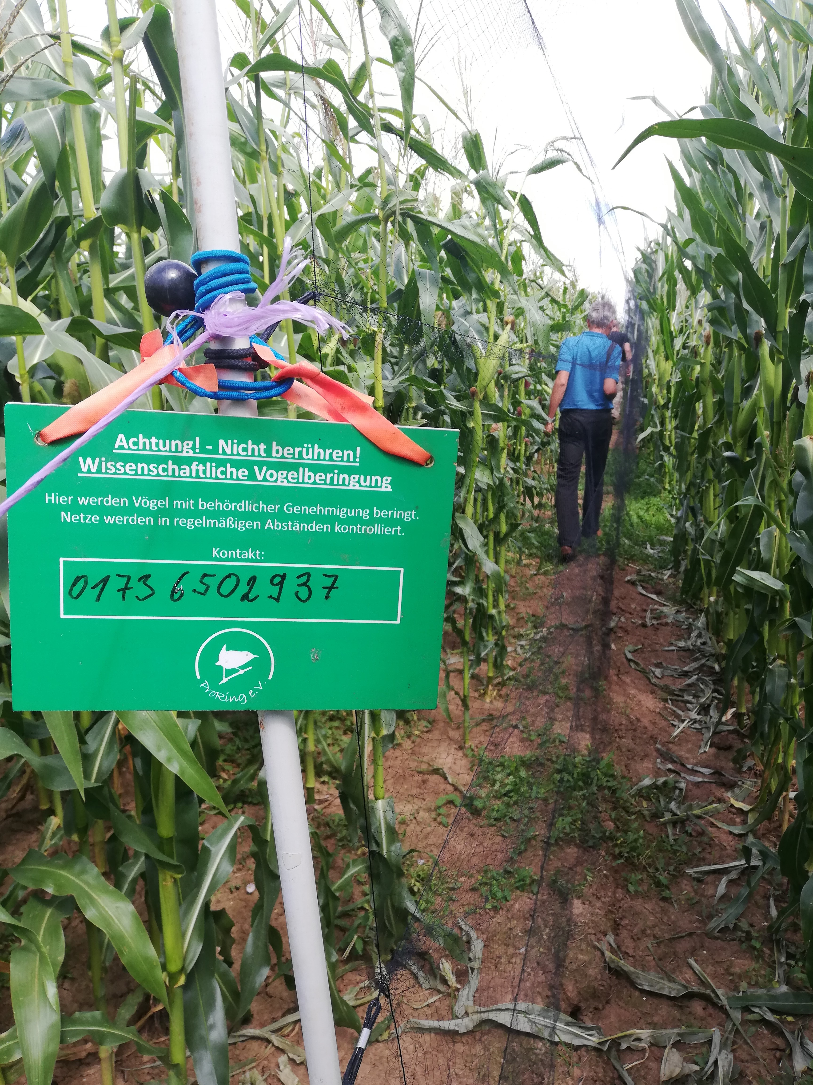 One form of citizen science: since 2016, over 25 volunteers all over Germany have been involved in catching and ringing birds to conduct research into the importance of maize fields for biodiversity.