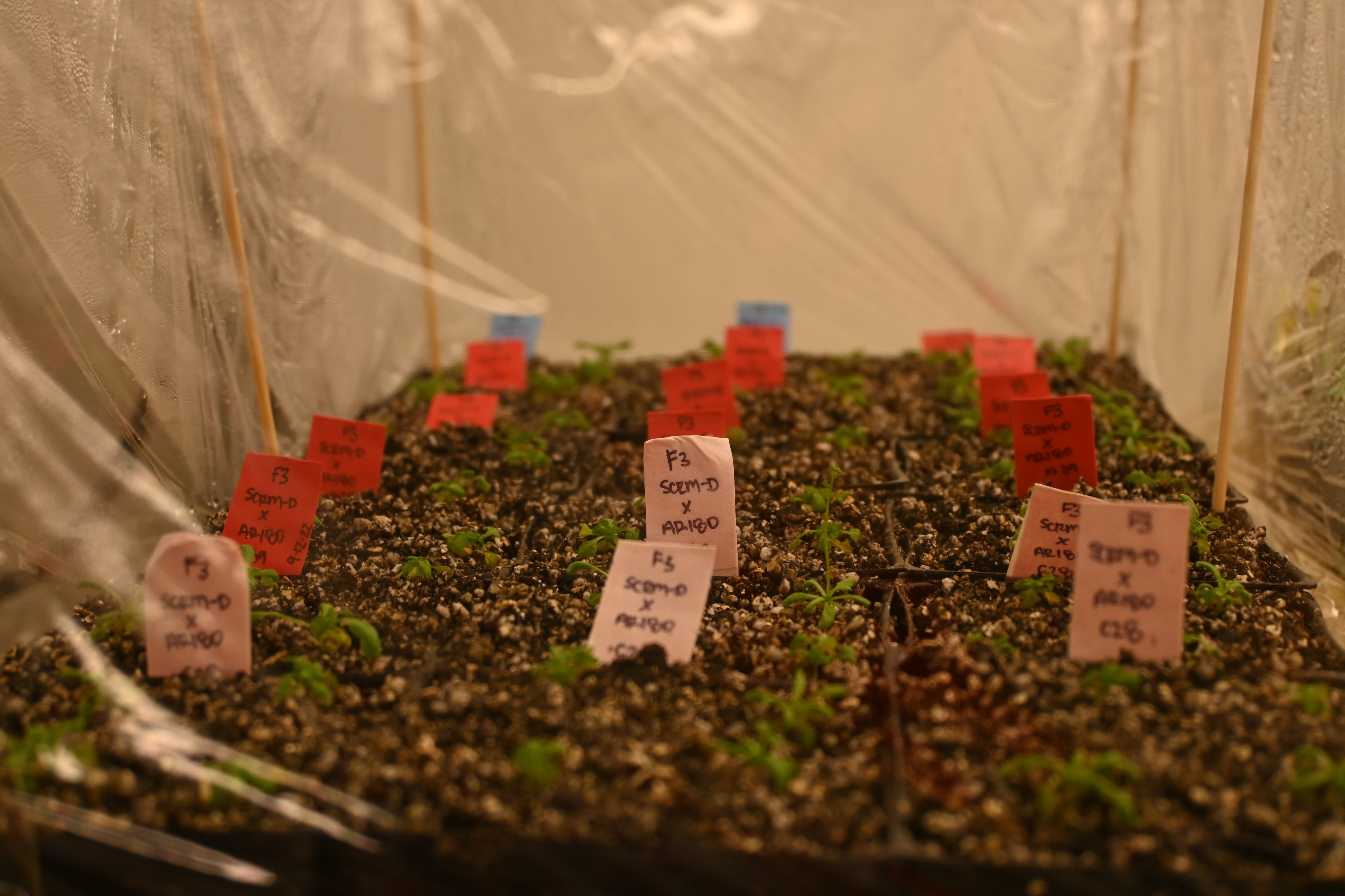 Arabidopsis in the plant room