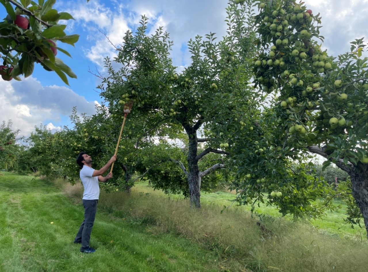 Bei der Apfelernte