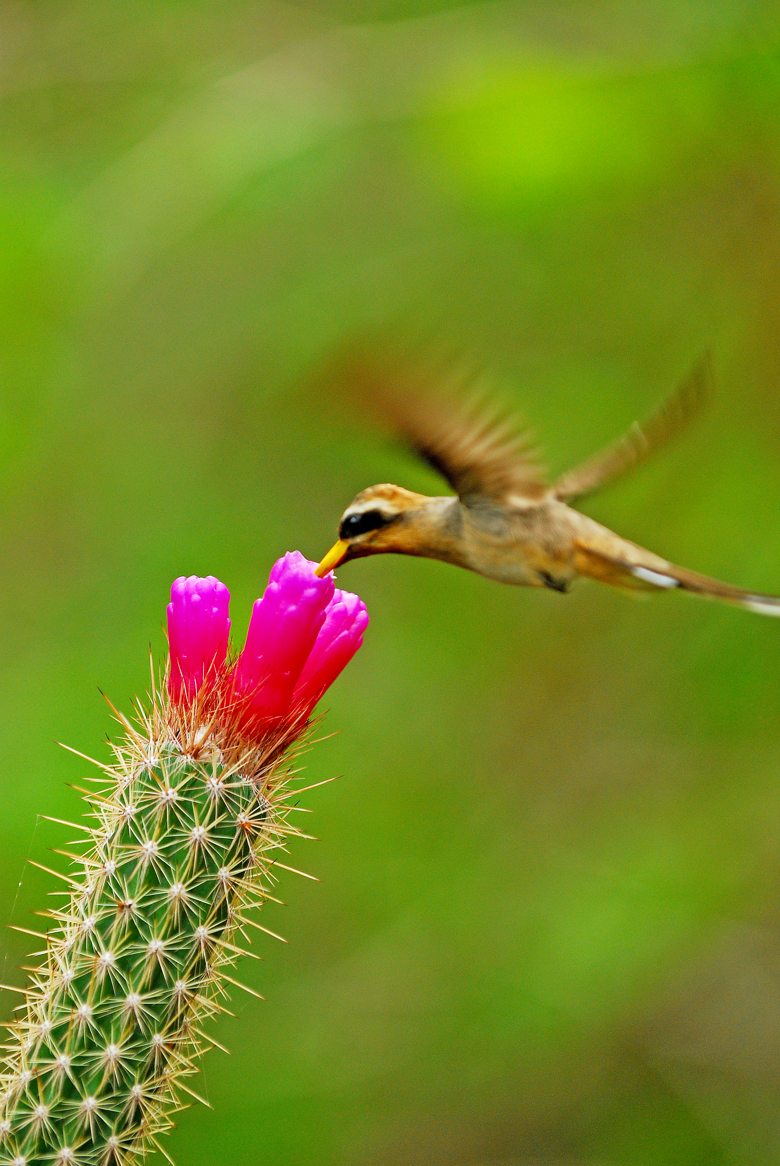 A broad-tipped hermit nibbles on a cactus blossom