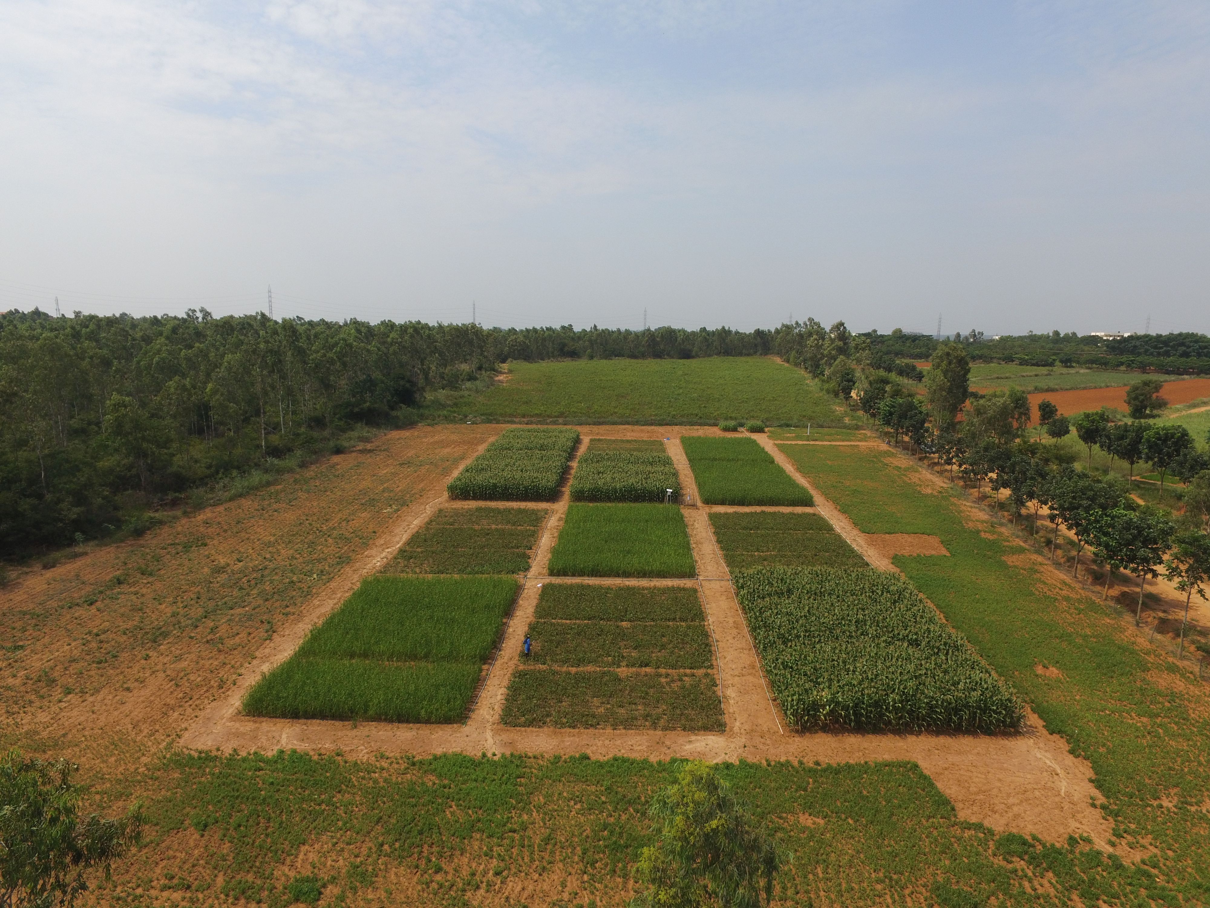 Aerial view of the factorial field experiment at GKVK. Irrigated Experiment with Kharif crops maize, finger millet, lablab.