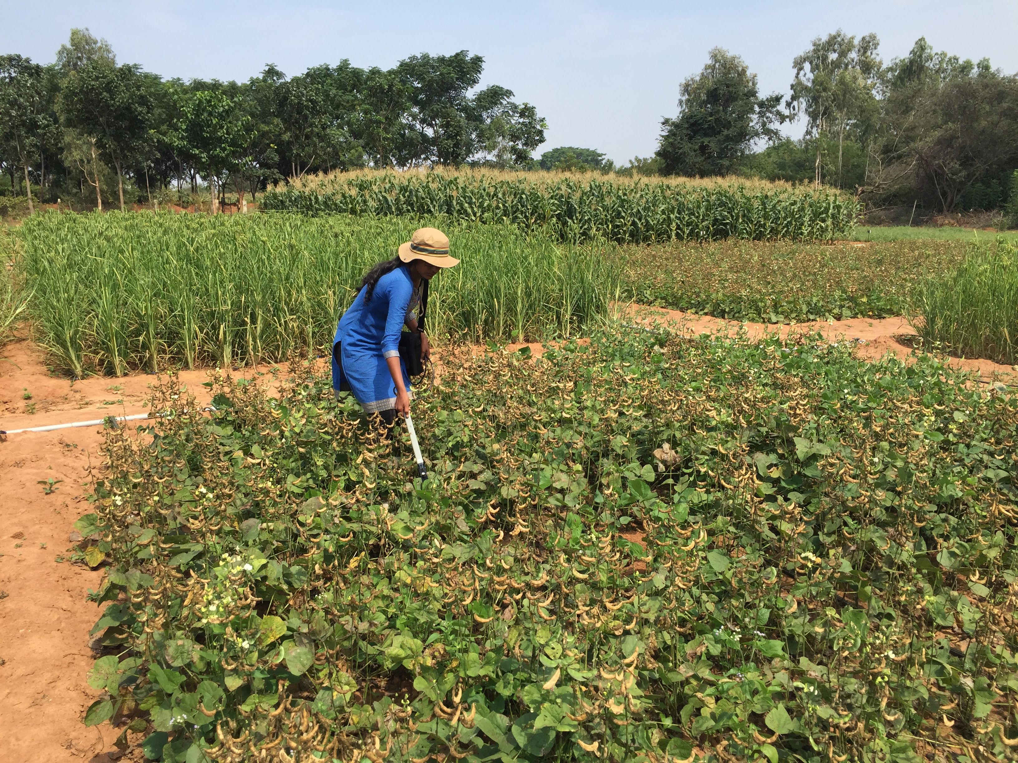 Spectral measurements taken by doctoral researcher Supriya Dayananda in the Irrigated Experiment during Kharif season. Crops: Lablab in the foreground, finger millet in the middle, maize in the background.