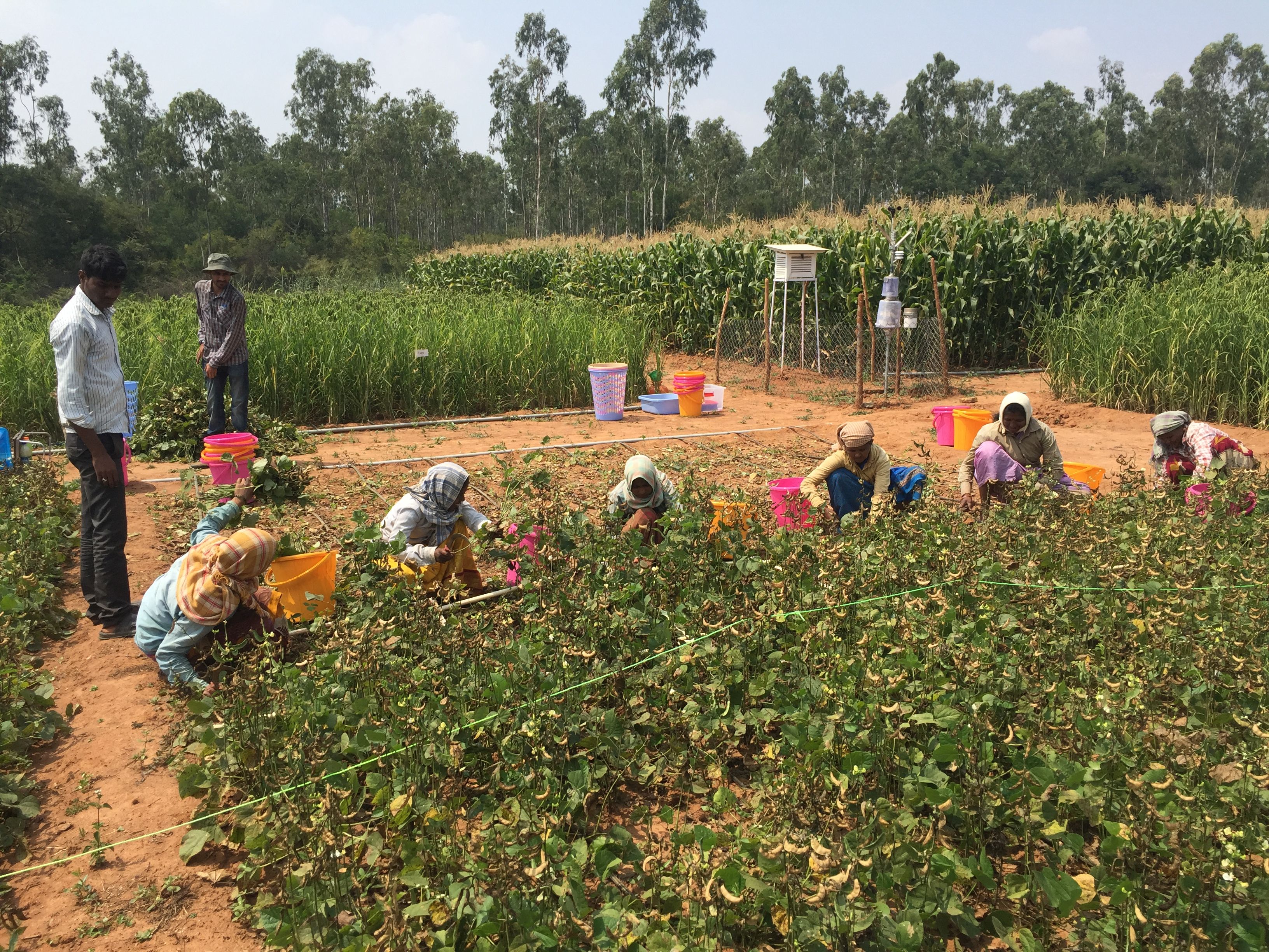 Gridwise harvesting in the Irrigated Experiment with a team of Indian colleagues and fieldworkers. Left: Lablab harvest