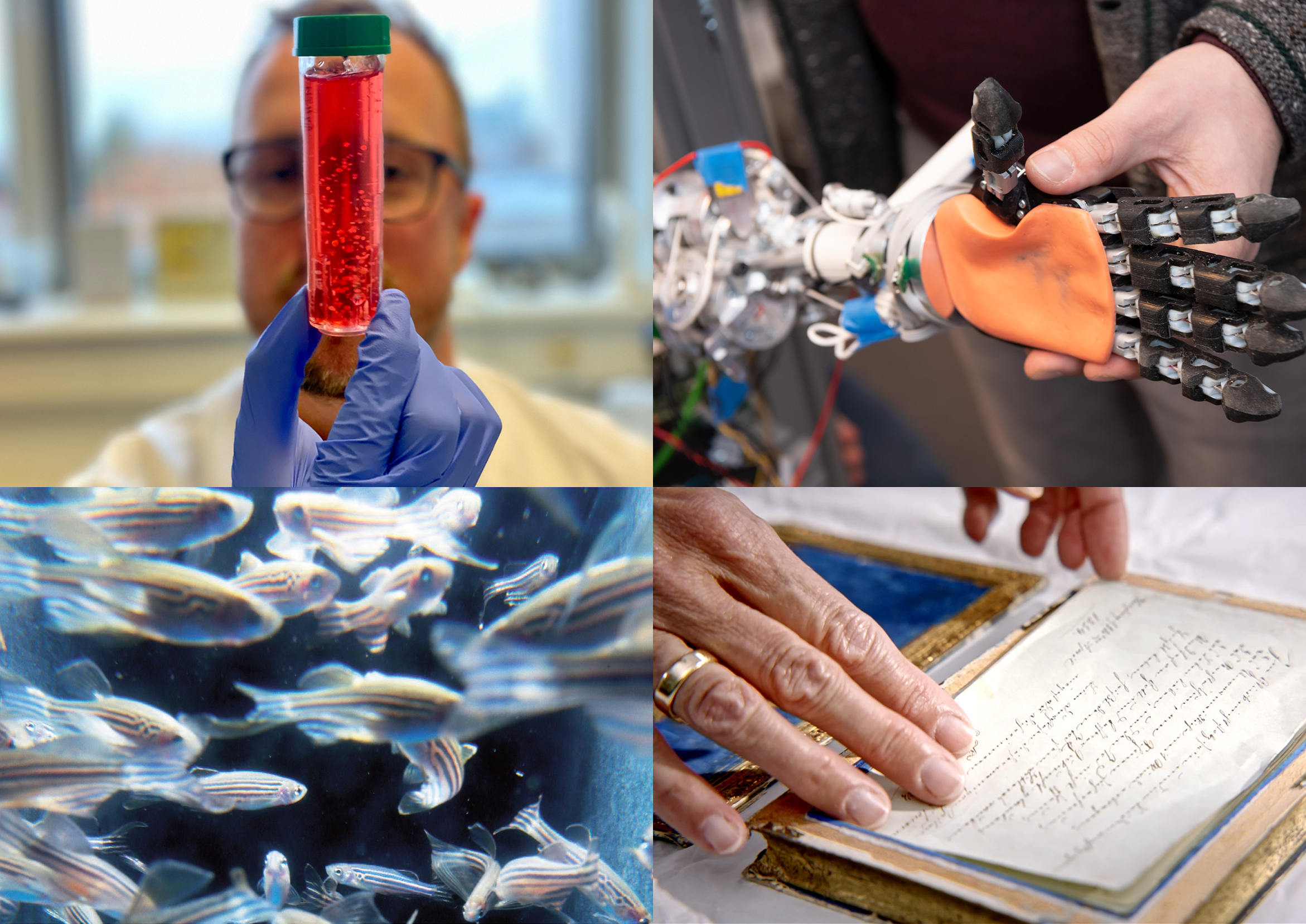 A collage of four images: A man in a white lab coat holds a test tube containing red liquid in front of him. A black-and-orange mechanical hand is being held by a human hand. Colorful, translucent zebrafish swim through dark water. A human hand reaches out to pick up a handwritten note on white paper.
