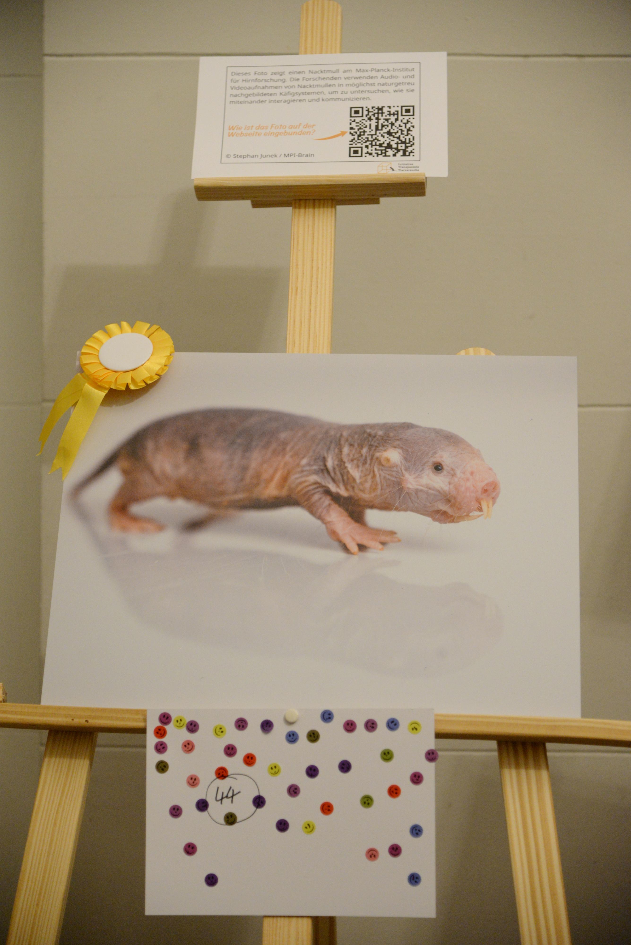 Foto eines Nacktmulls mit Siegerplakette